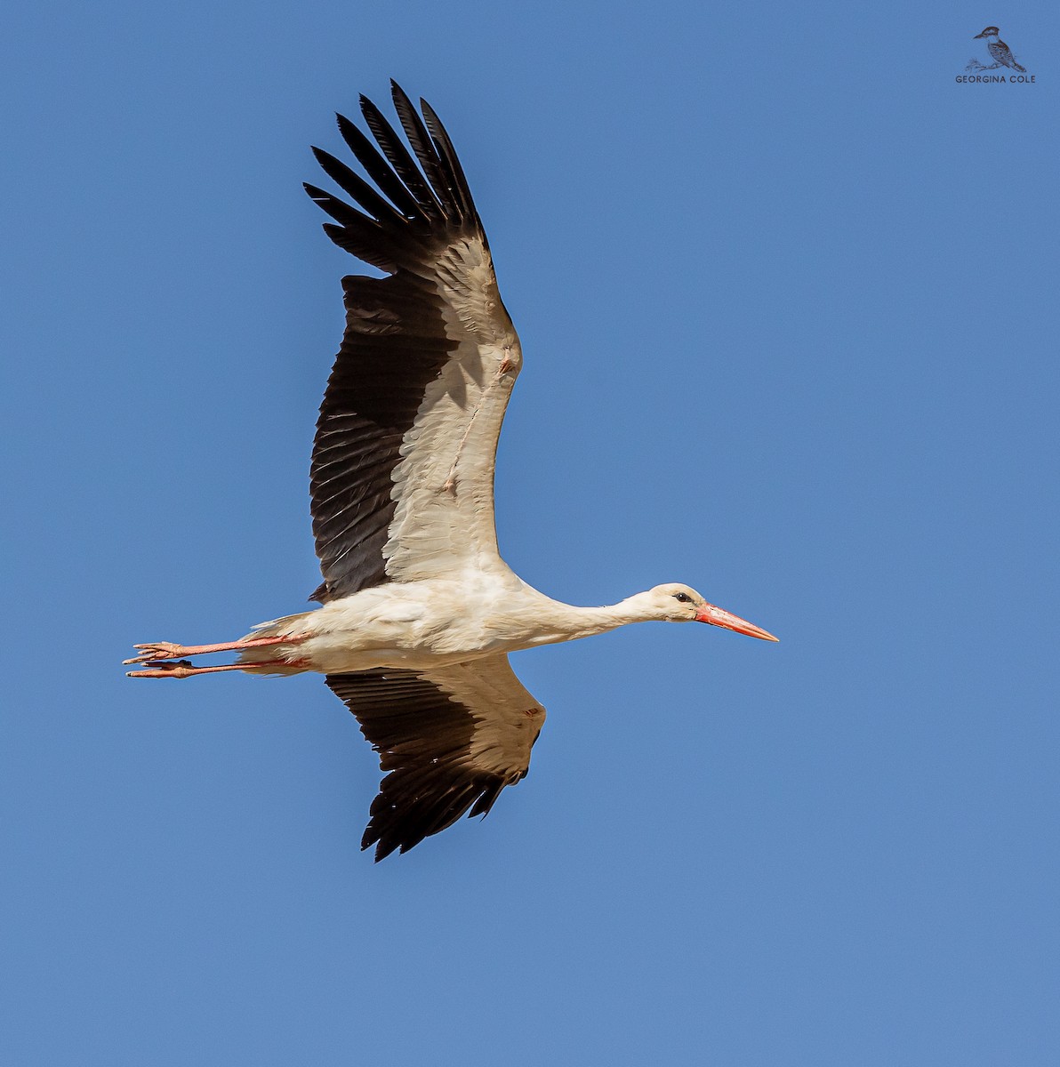 White Stork - ML619609351