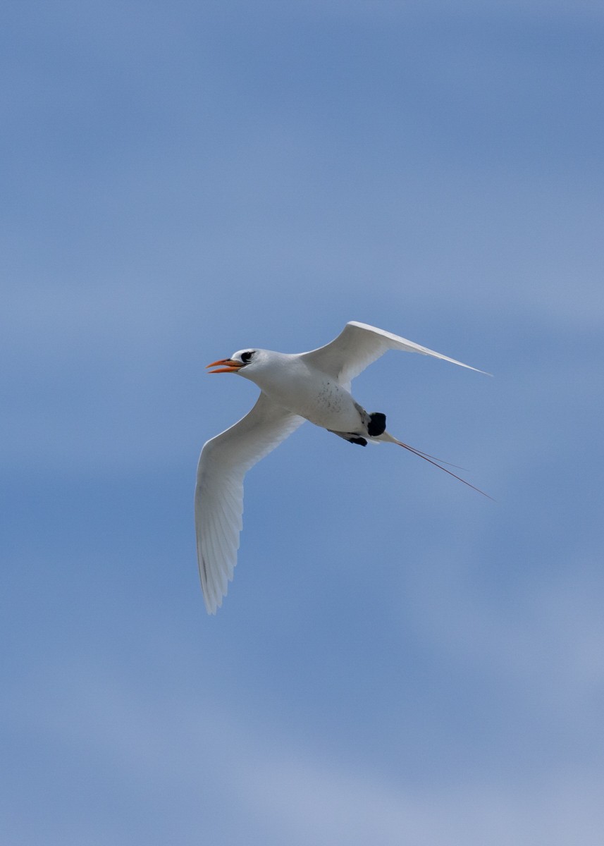 Red-tailed Tropicbird - ML619609420