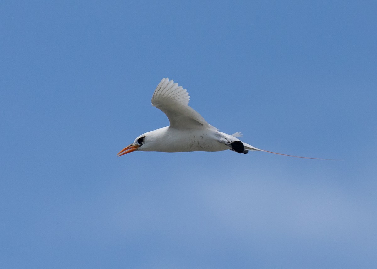Red-tailed Tropicbird - ML619609421