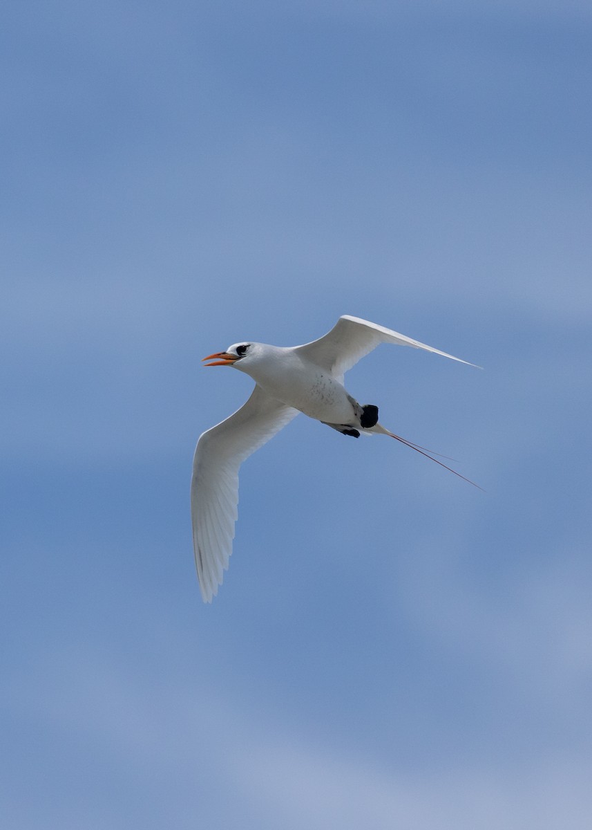 Red-tailed Tropicbird - ML619609422