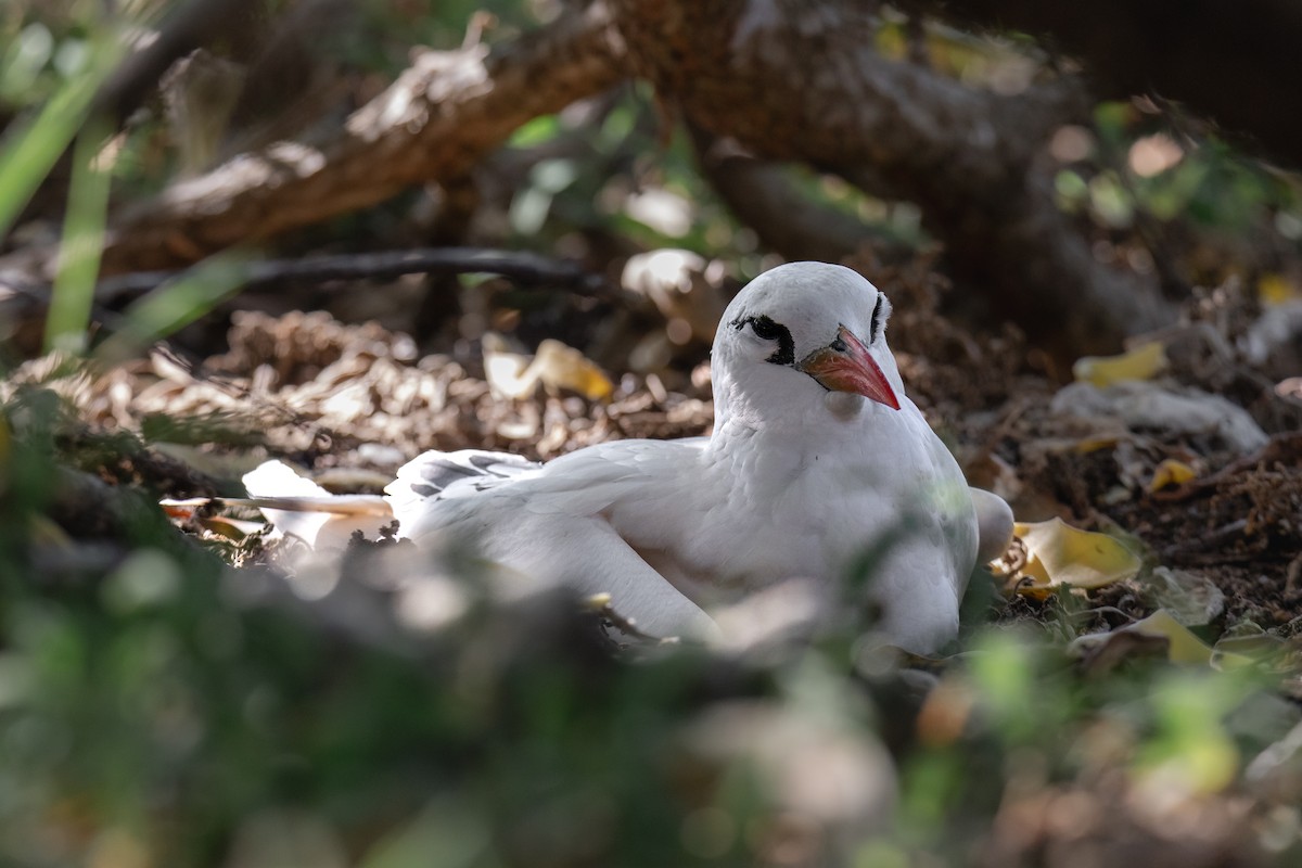 Red-tailed Tropicbird - ML619609423