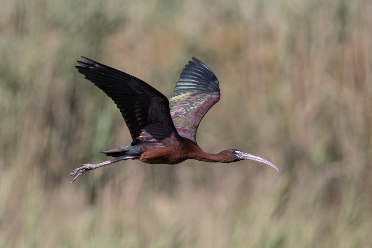 ibis hnědý - ML619609434