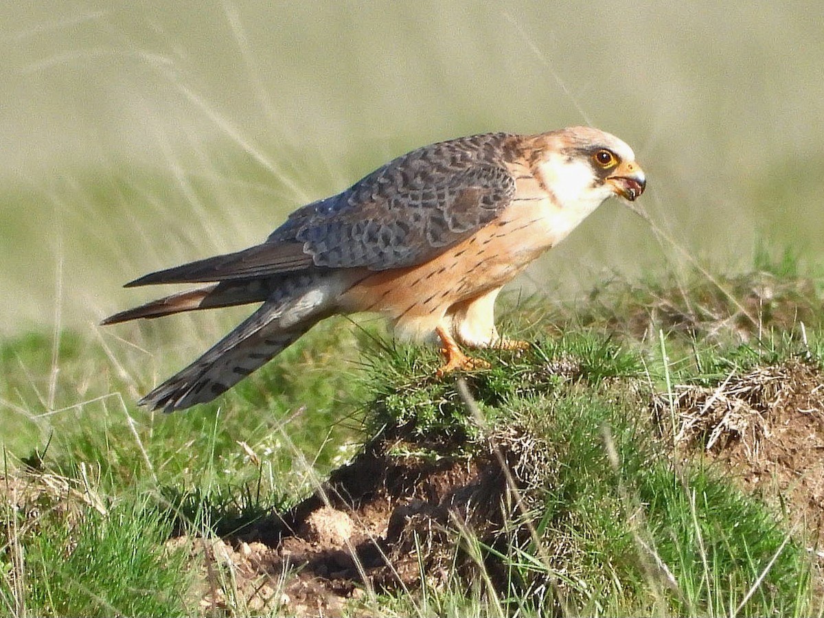 Red-footed Falcon - ML619609446