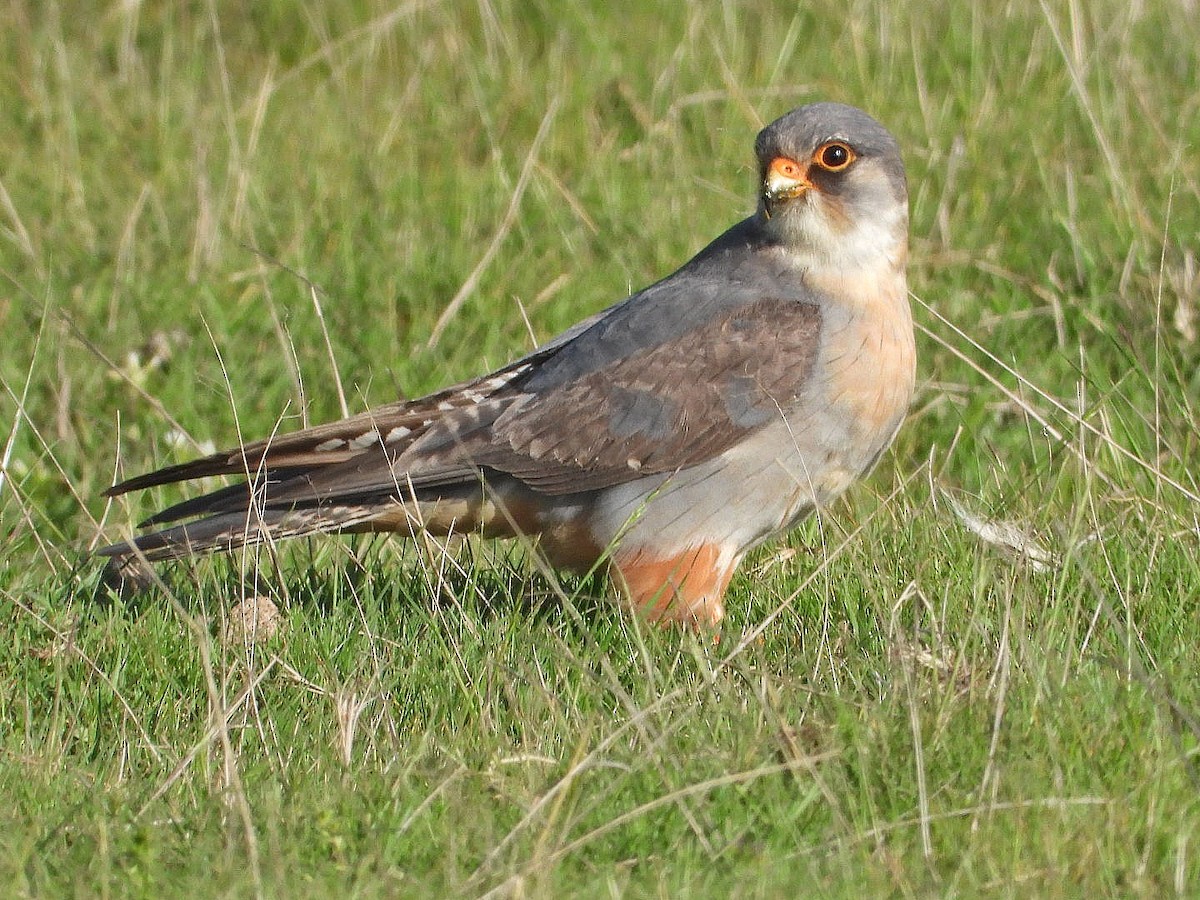 Red-footed Falcon - ML619609447