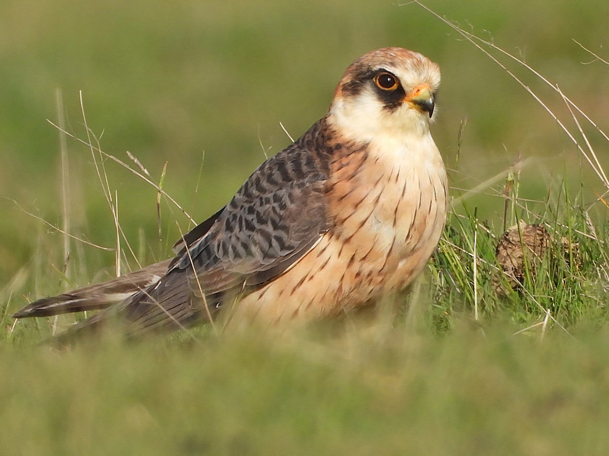Red-footed Falcon - ML619609448
