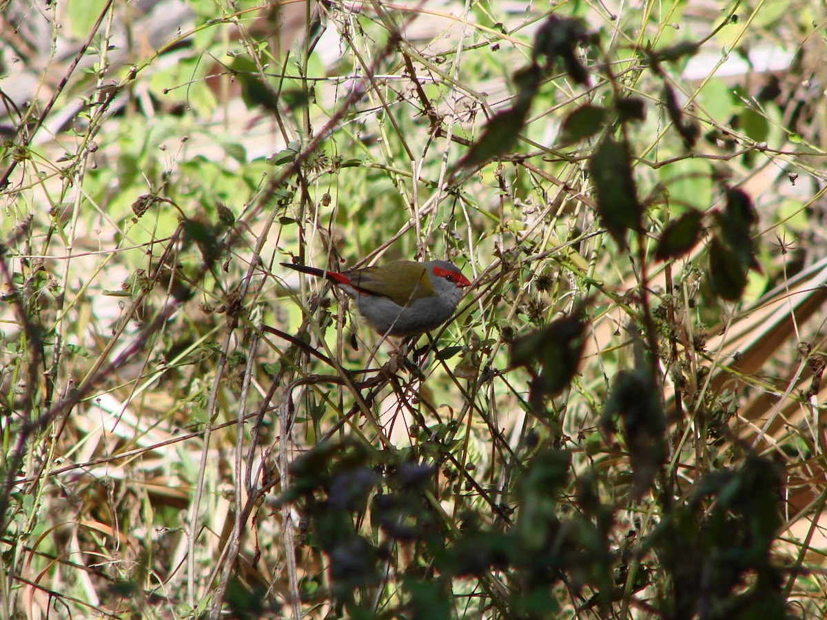 Red-browed Firetail - ML619609488