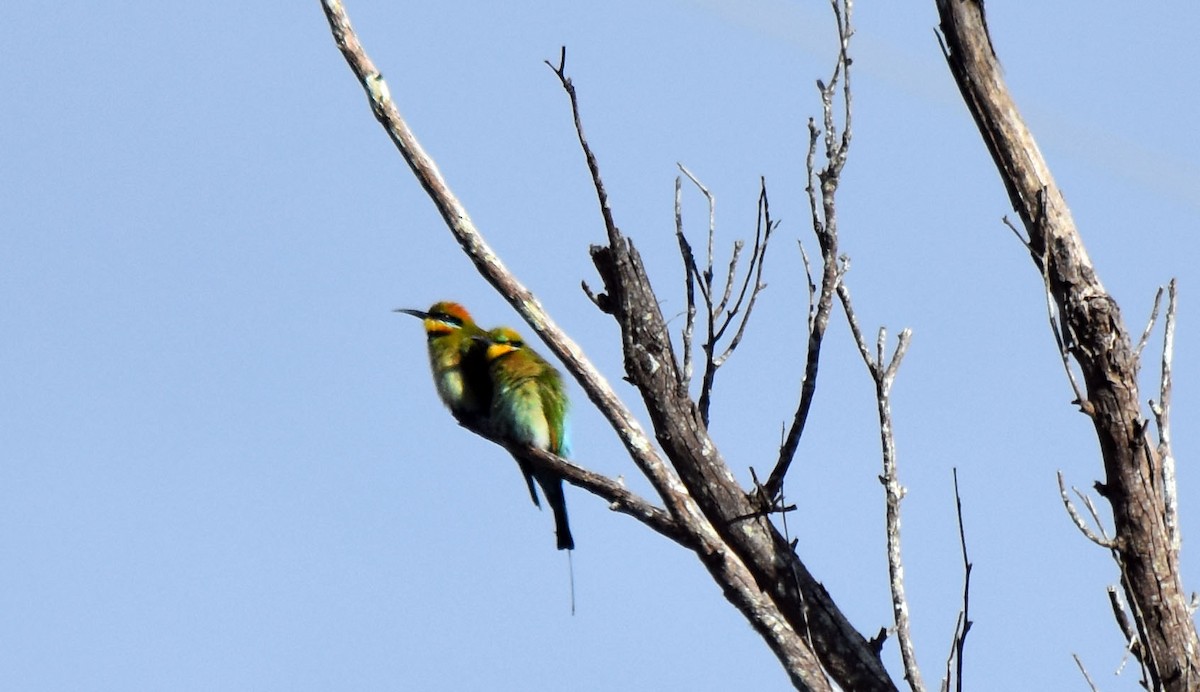 Rainbow Bee-eater - ML619609533