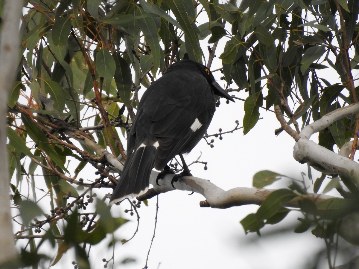 Pied Currawong - ML619609550