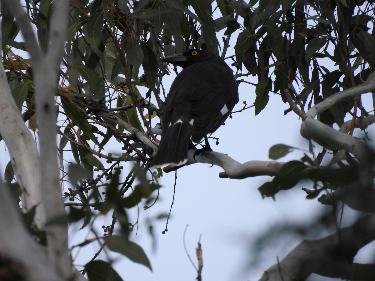Pied Currawong - ML619609551