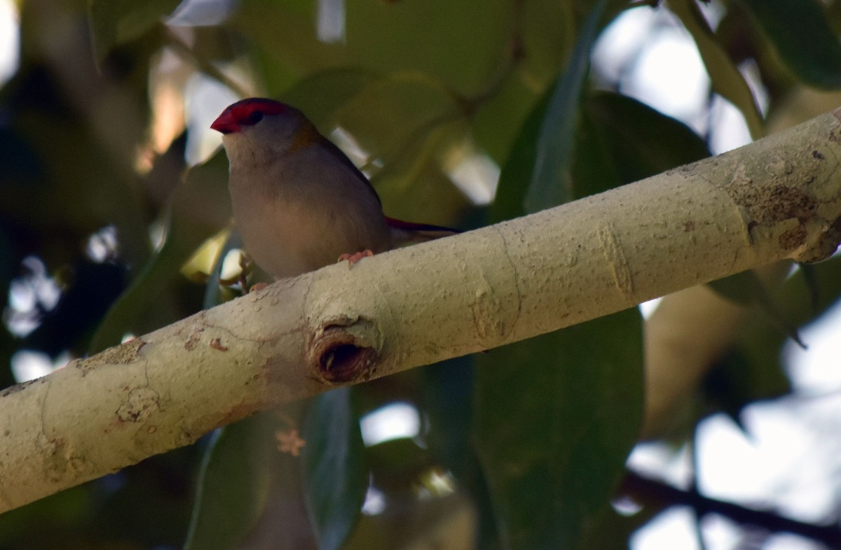 Red-browed Firetail - ML619609573