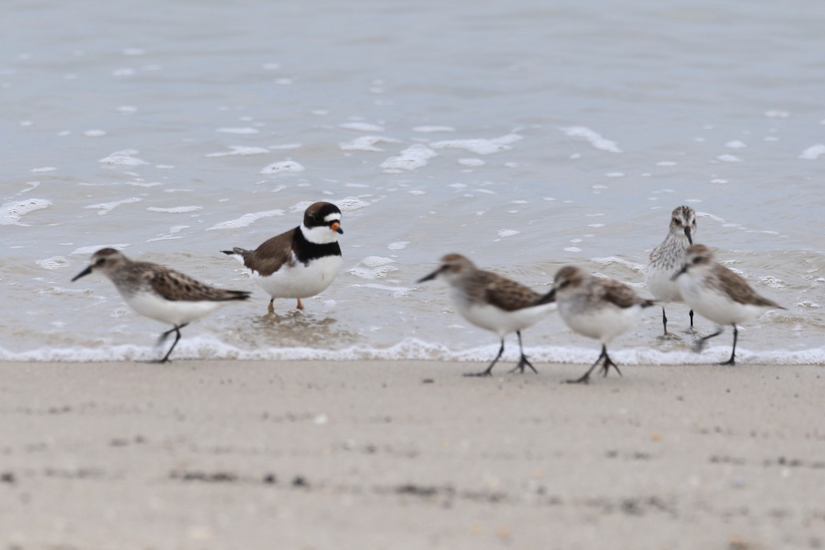 Semipalmated Plover - ML619609590