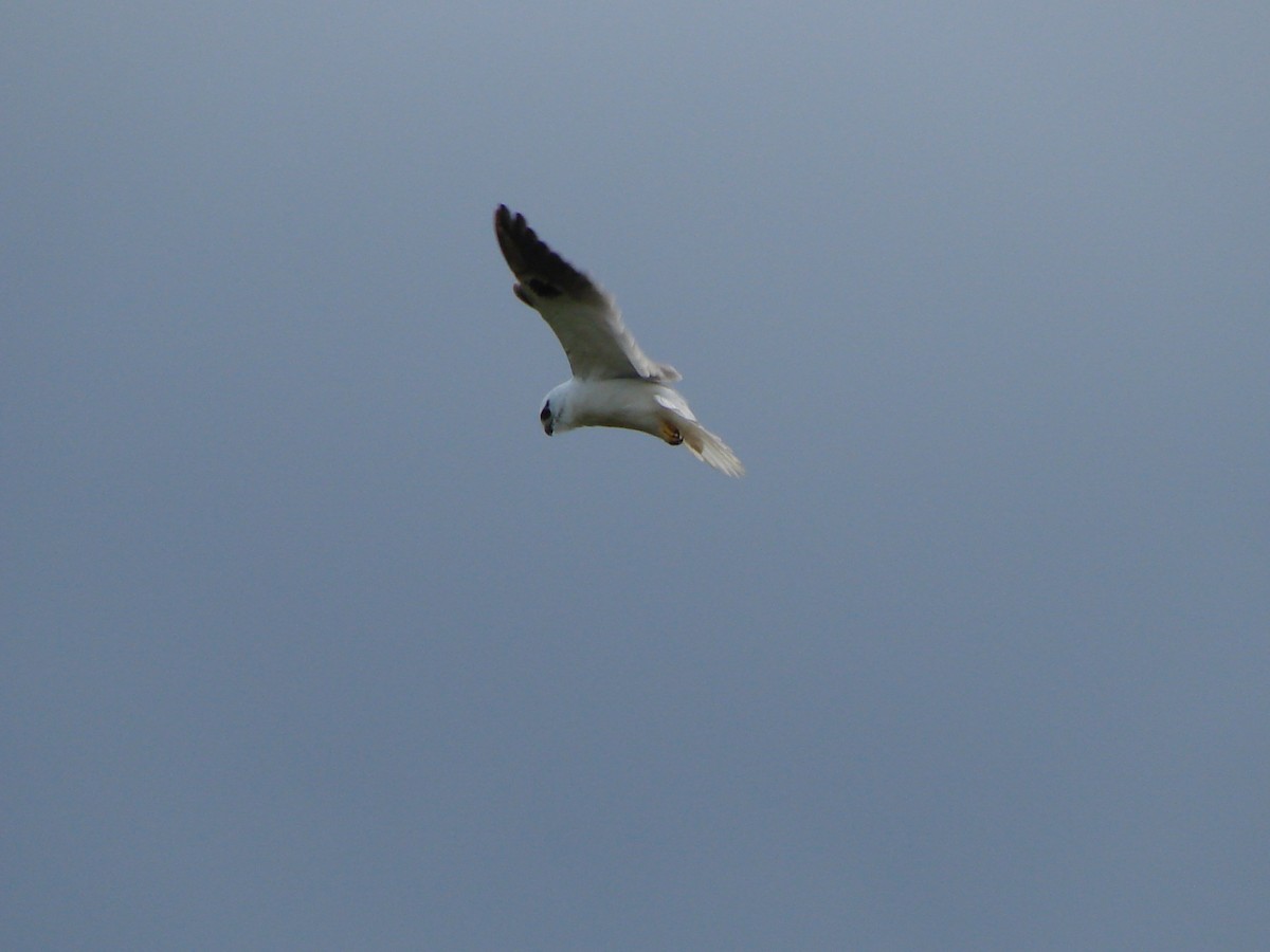 Black-shouldered Kite - ML619609610