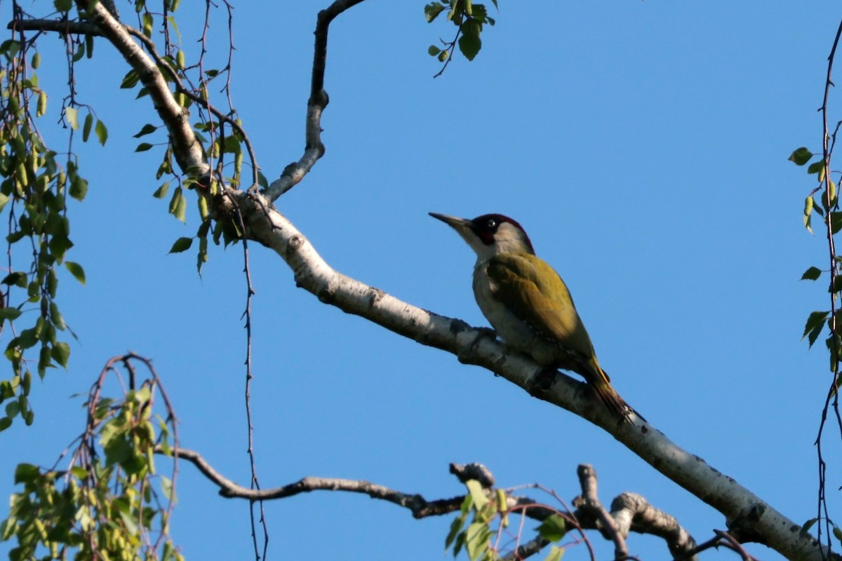 Eurasian Green Woodpecker - ML619609645
