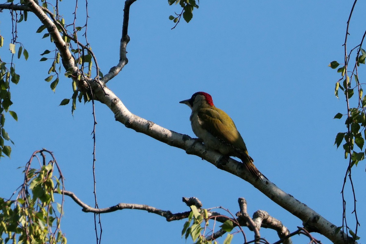 Eurasian Green Woodpecker - ML619609646