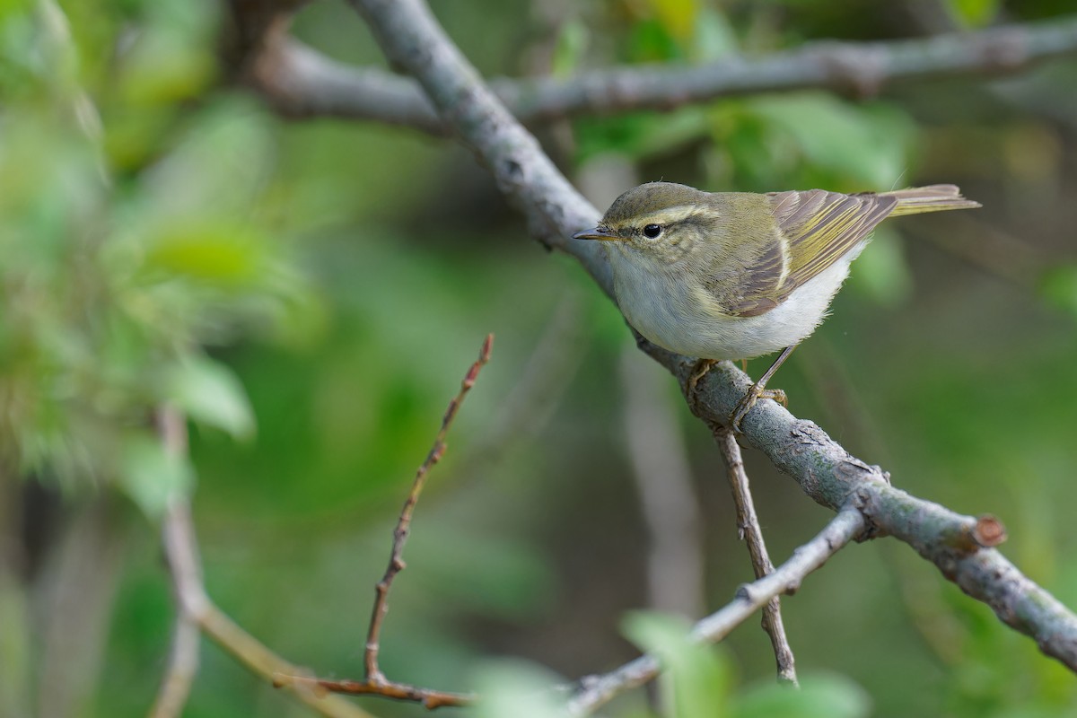Yellow-browed Warbler - ML619609688