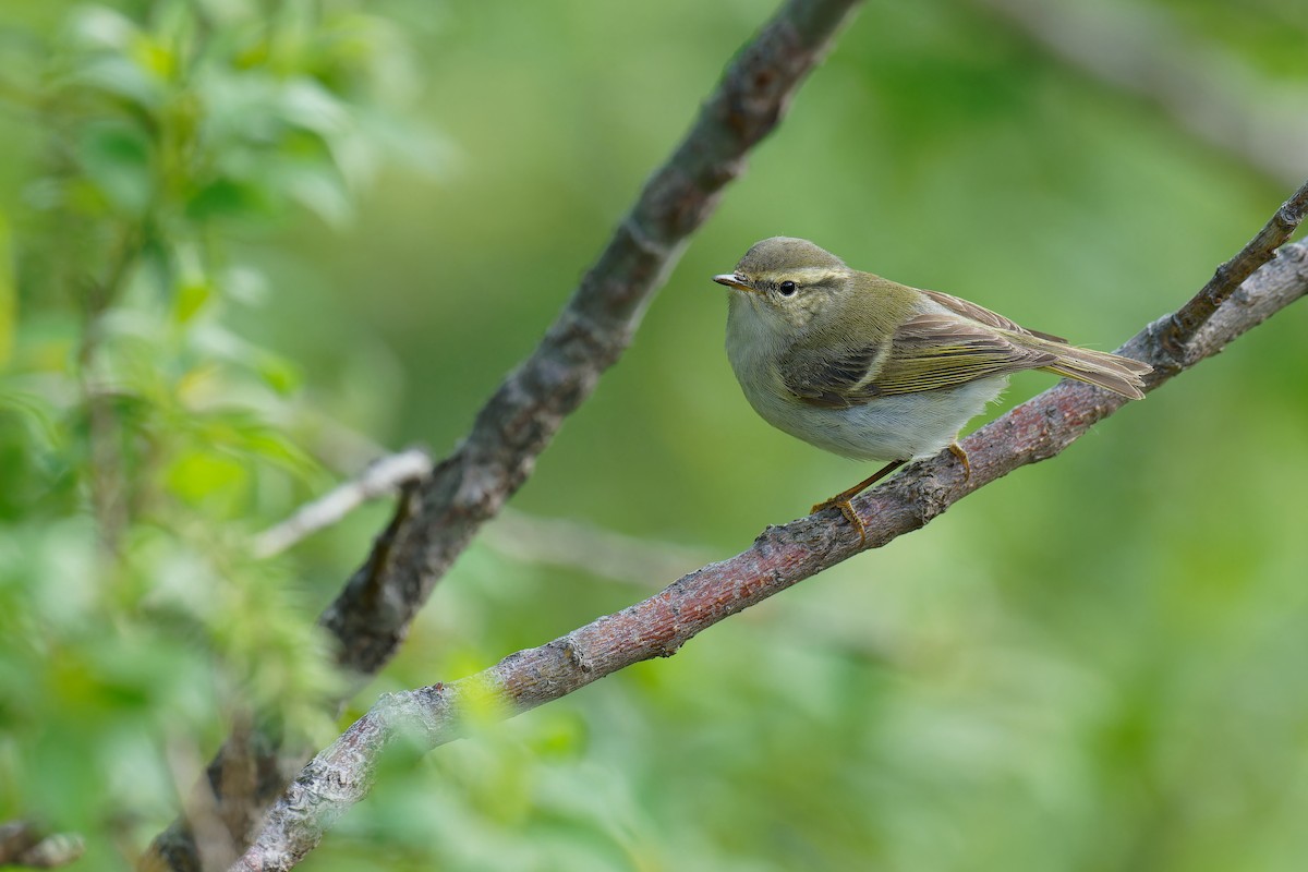 Yellow-browed Warbler - ML619609689