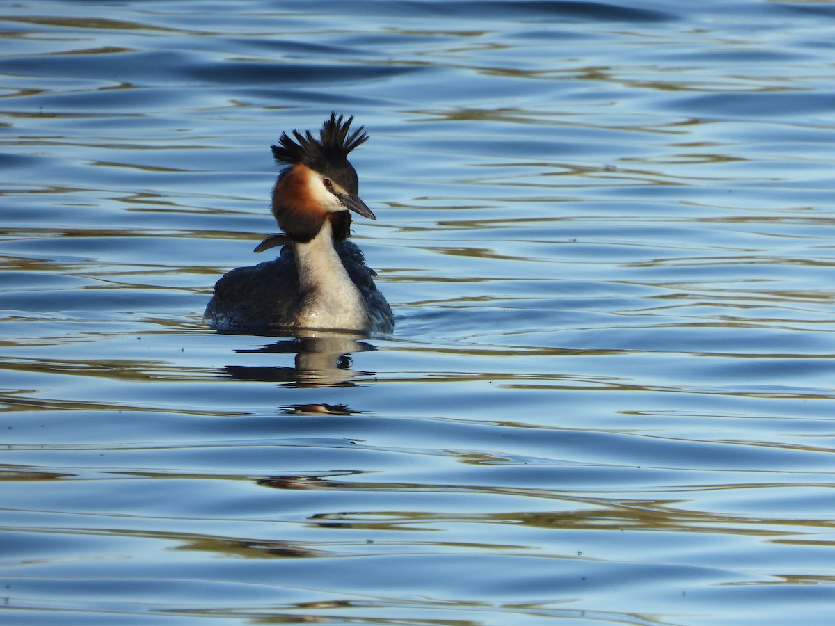 Great Crested Grebe - ML619609719