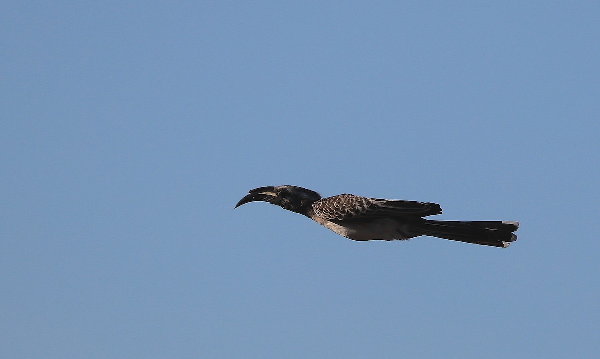 African Gray Hornbill - ML619609741
