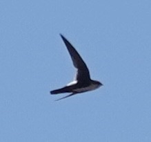 White-throated Swift - ML619609847