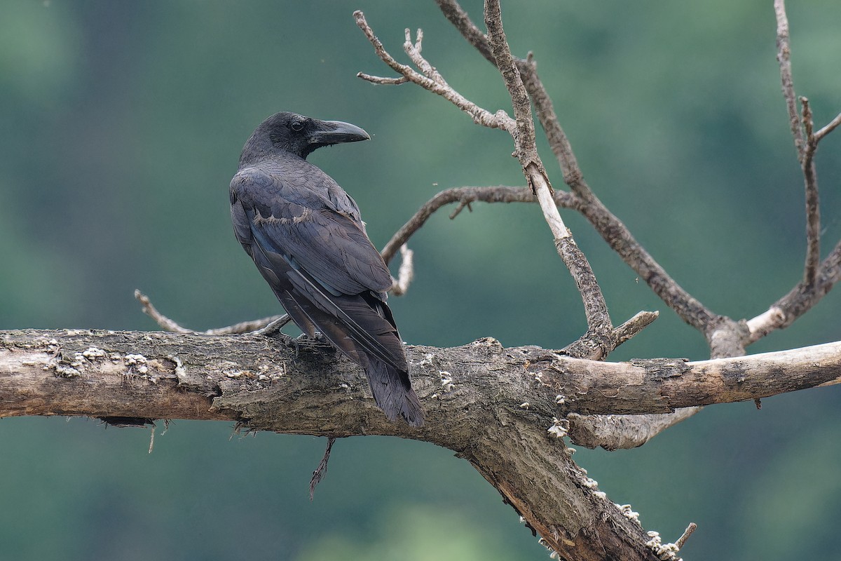 Large-billed Crow (Large-billed) - ML619609849