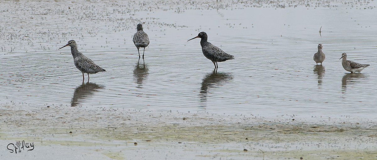 Spotted Redshank - ML619609855