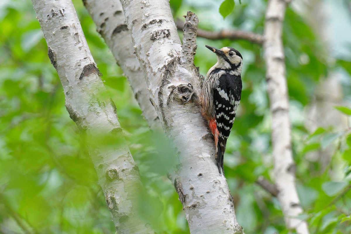White-backed Woodpecker (White-backed) - ML619609858