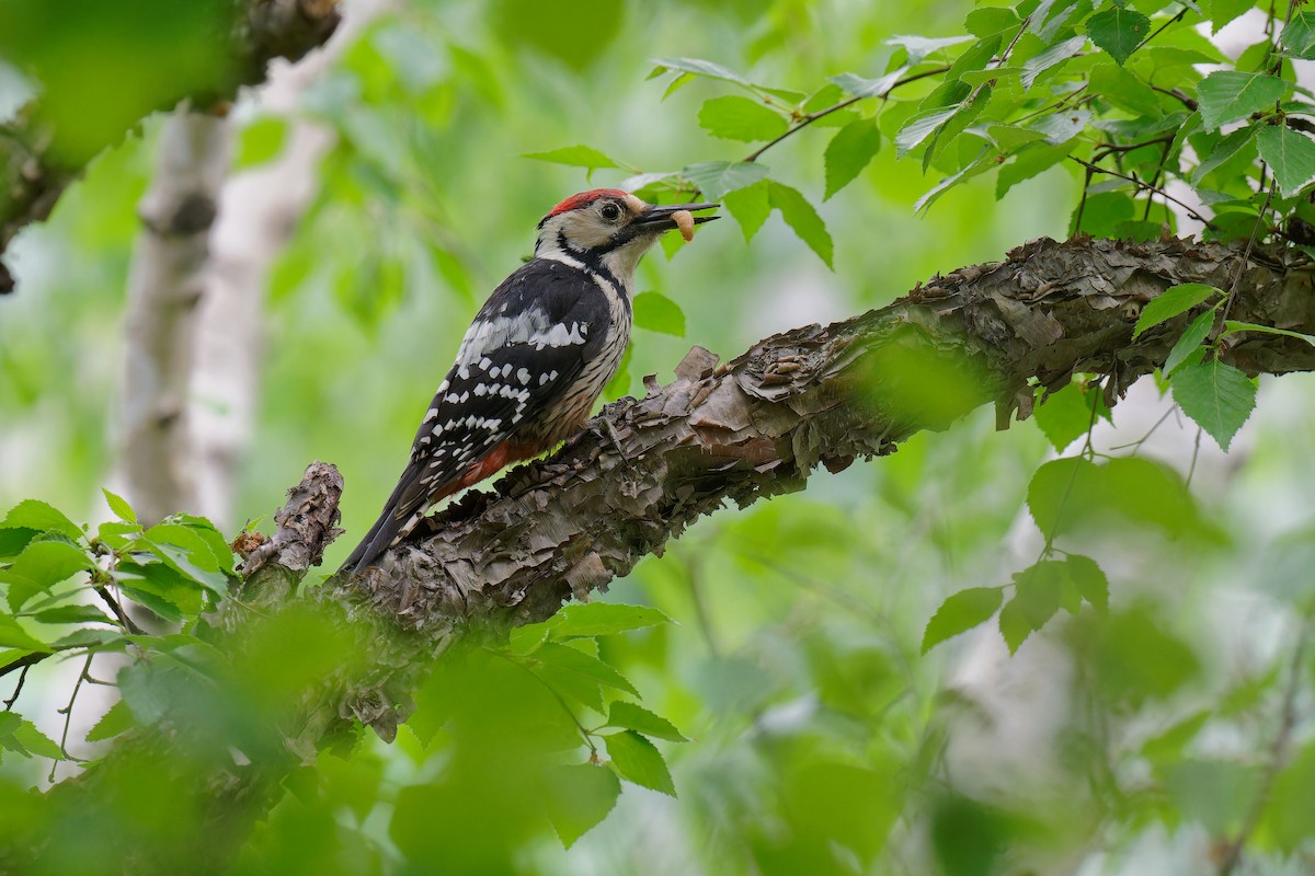 White-backed Woodpecker (White-backed) - ML619609860