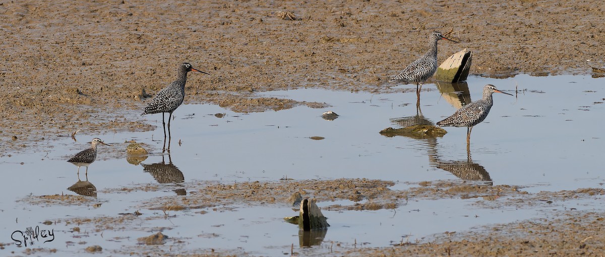 Spotted Redshank - ML619609869