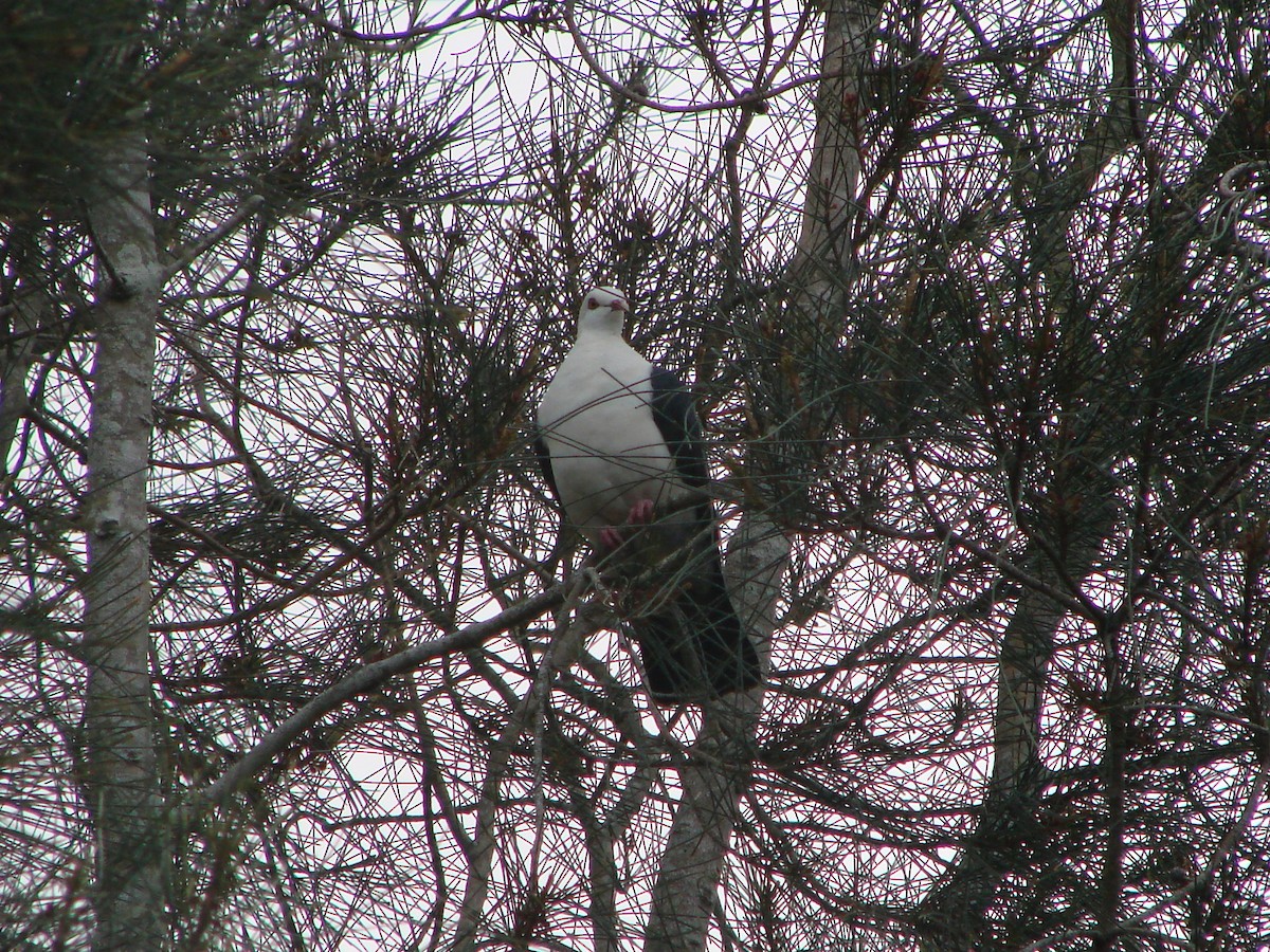 White-headed Pigeon - ML619609872