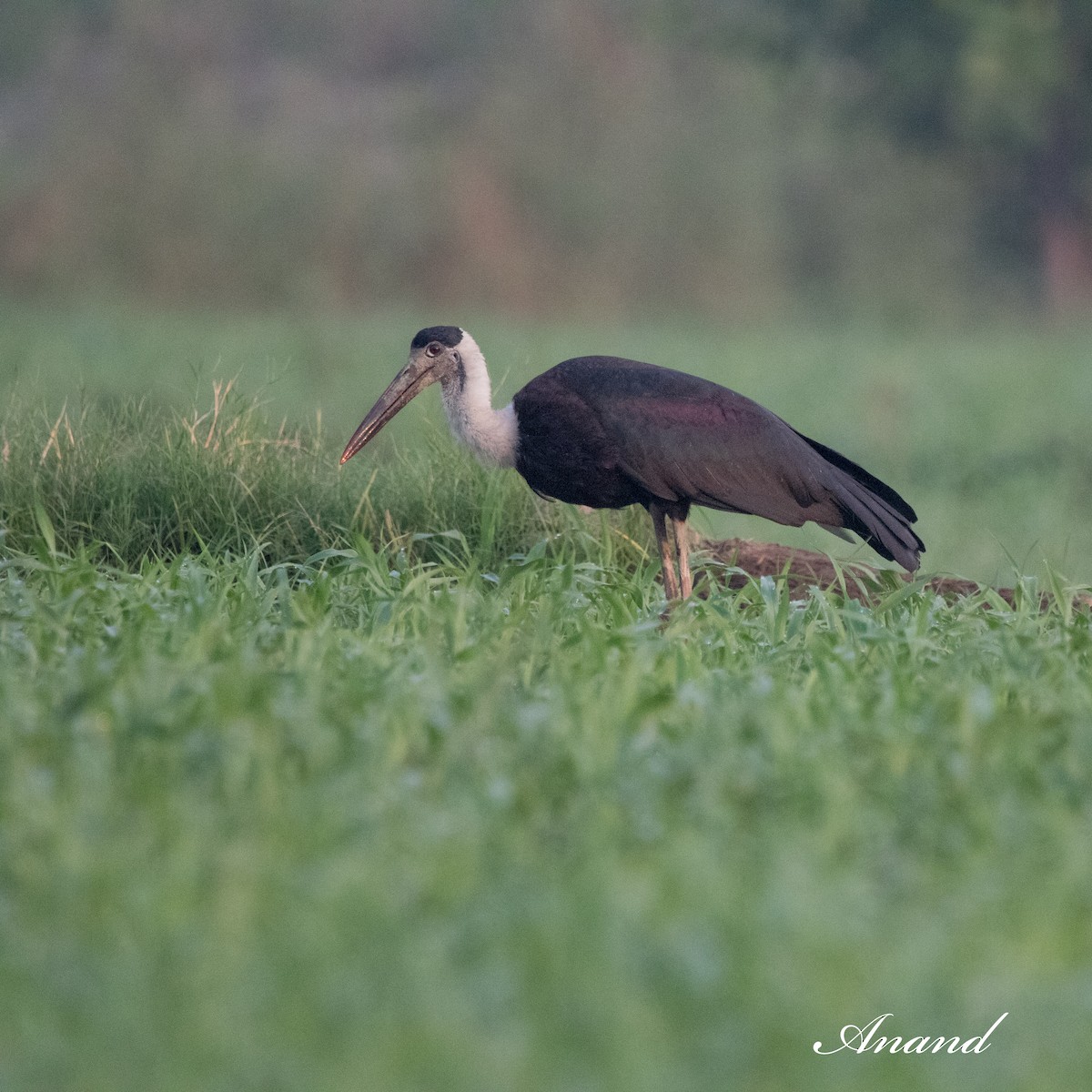 Asian Woolly-necked Stork - ML619609893
