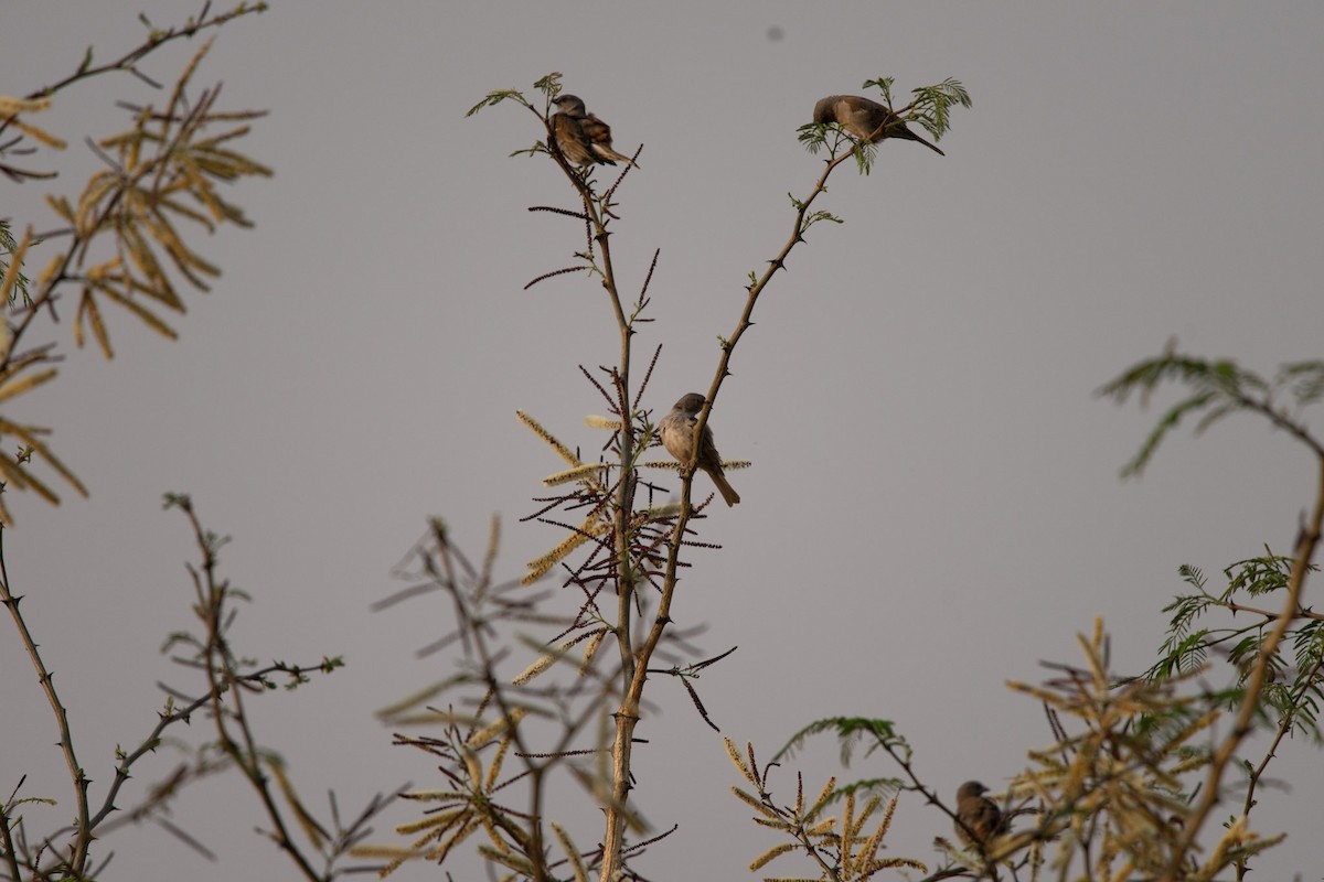 Southern Gray-headed Sparrow - ML619609894