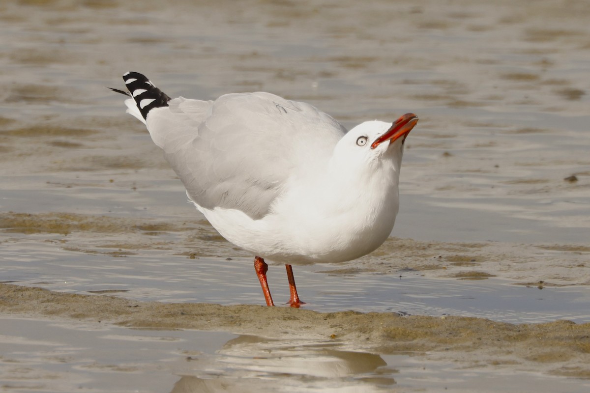 Silver Gull (Red-billed) - ML619609915