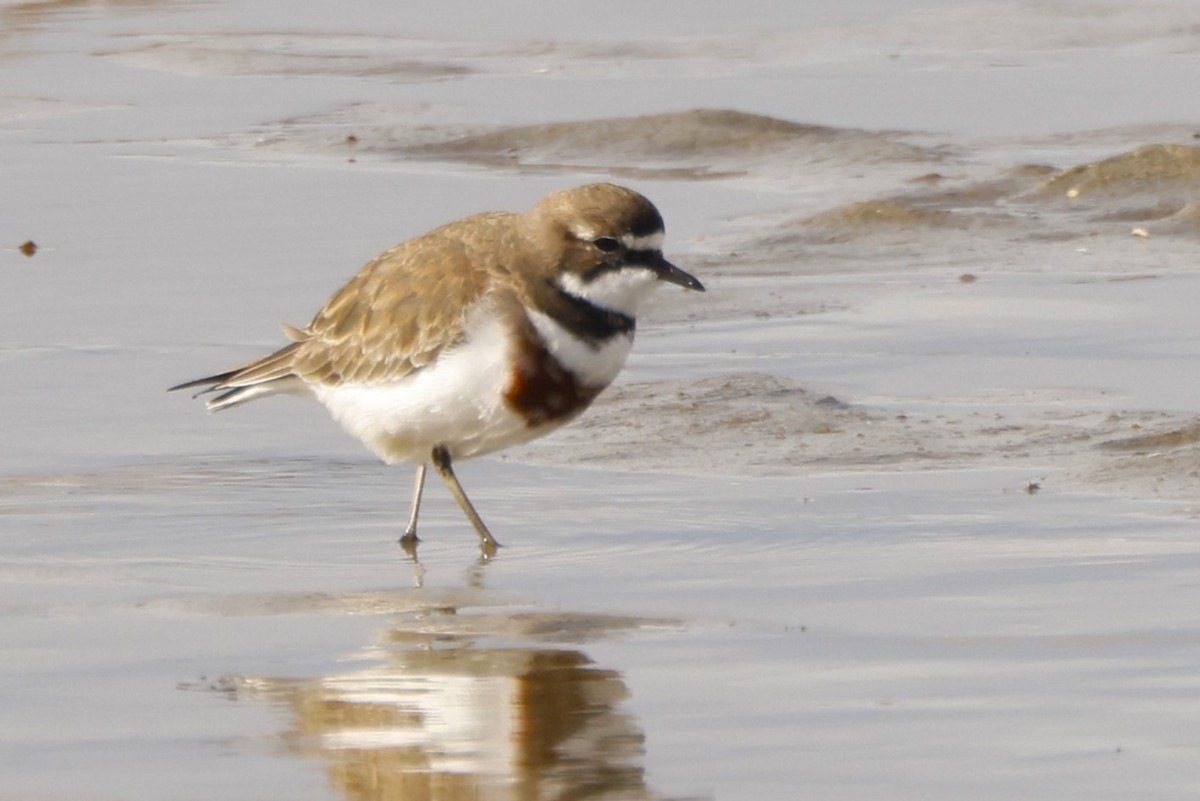 Double-banded Plover - ML619609925