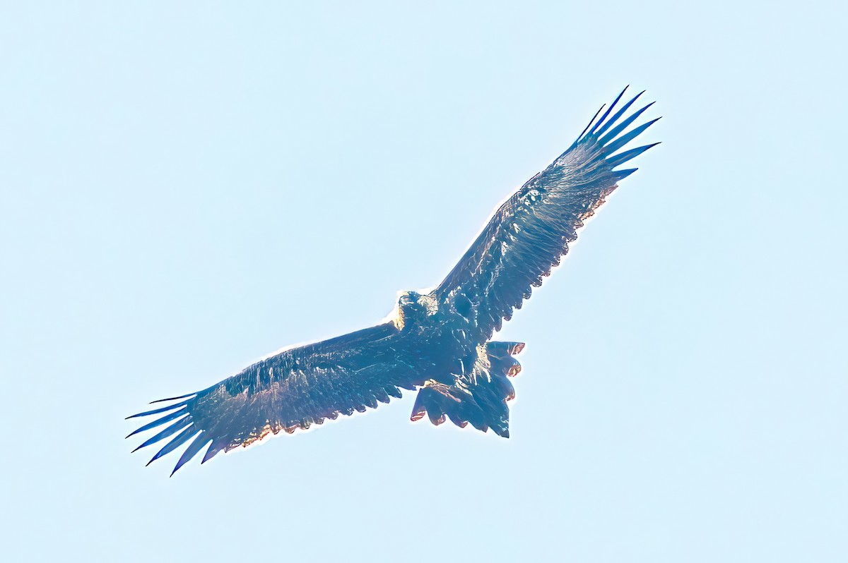 Wedge-tailed Eagle - ML619609972