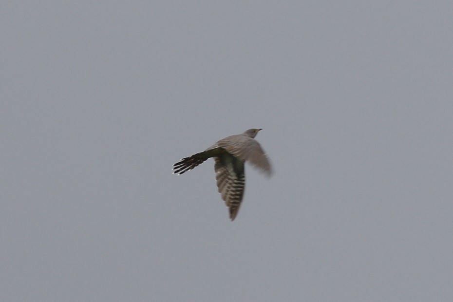 Common Cuckoo - ML619610124