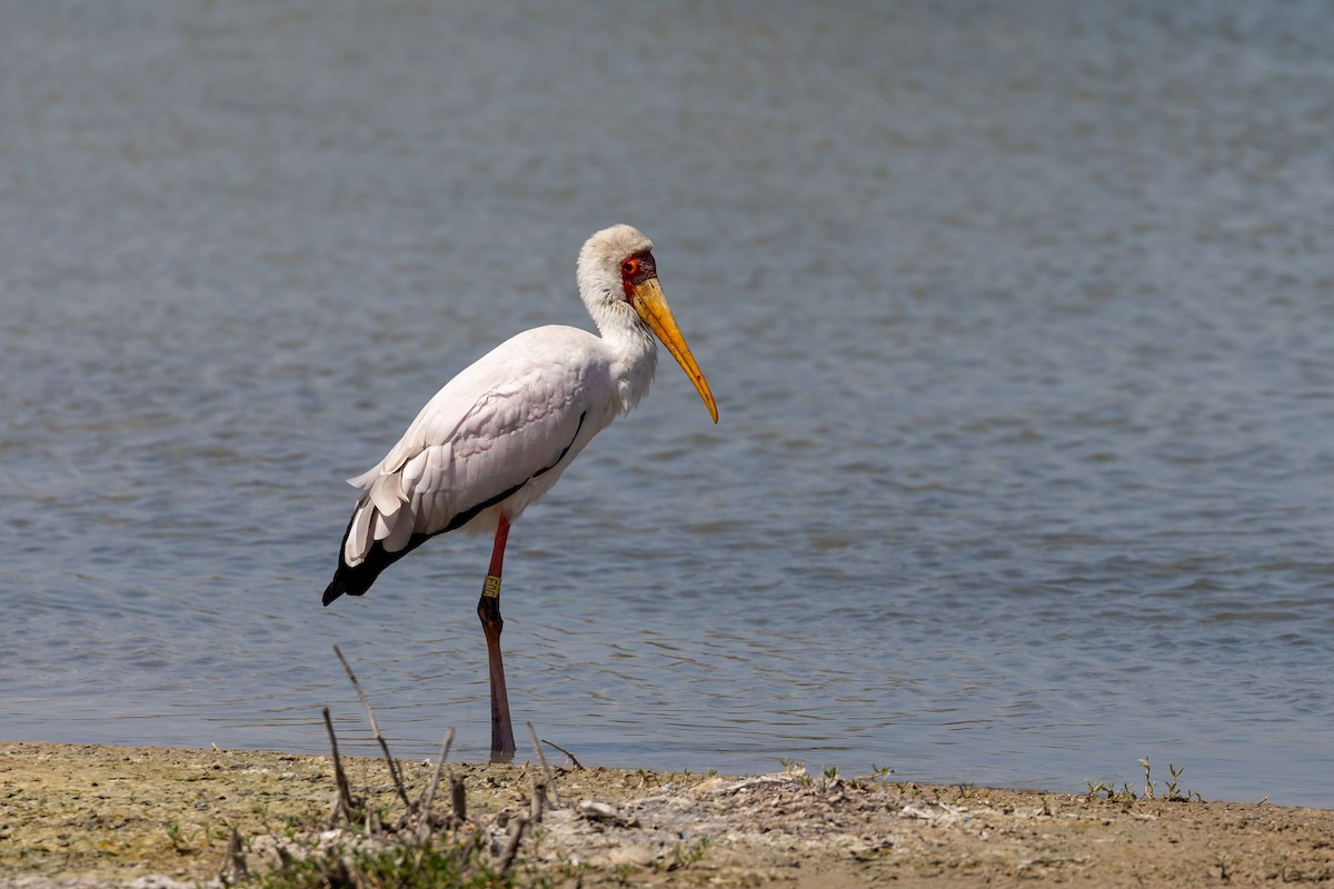 Yellow-billed Stork - ML619610177