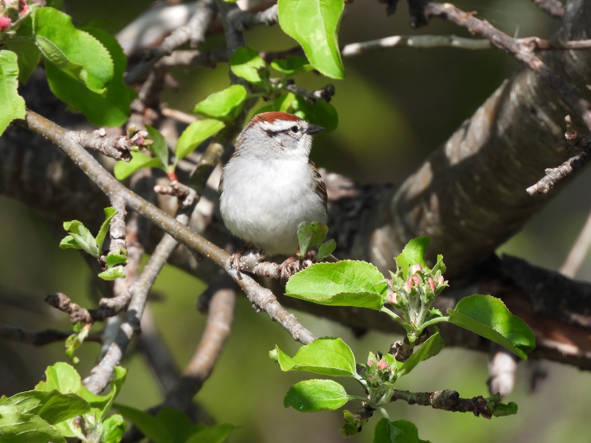 Chipping Sparrow - ML619610225