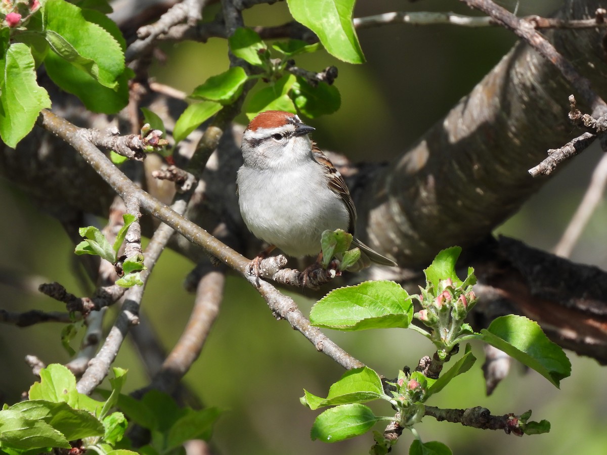 Chipping Sparrow - ML619610226