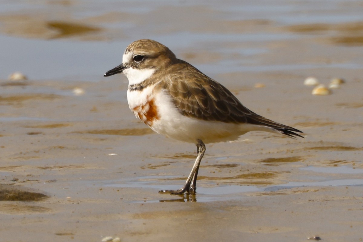 Double-banded Plover - ML619610232