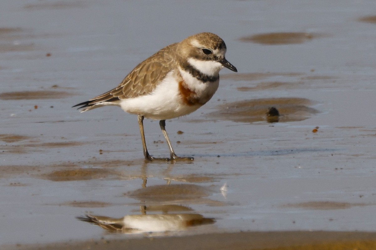 Double-banded Plover - ML619610233