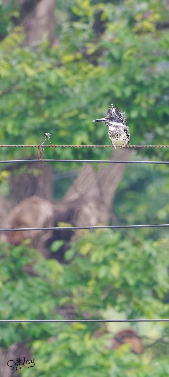 Crested Kingfisher - ML619610243