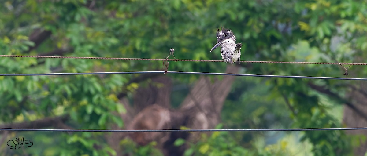 Crested Kingfisher - ML619610244