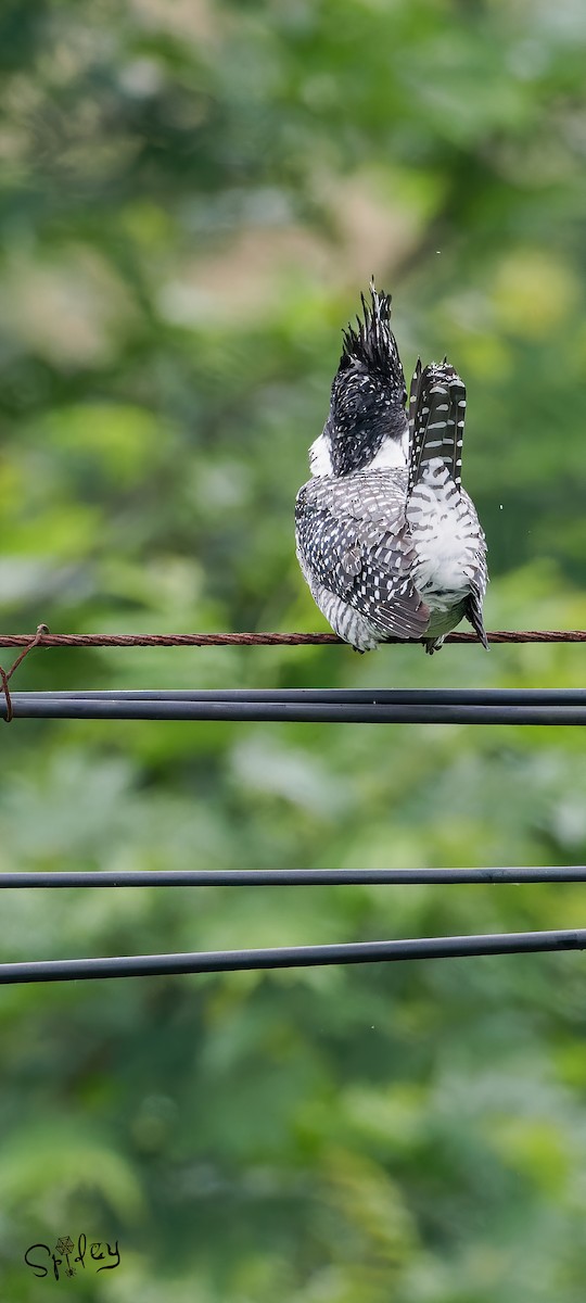 Crested Kingfisher - ML619610245