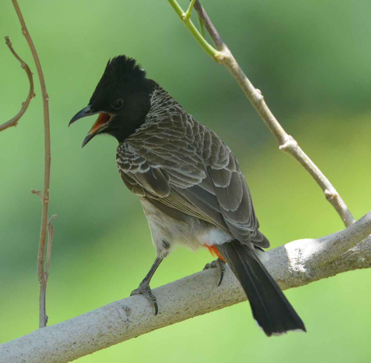 Red-vented Bulbul - ML619610301
