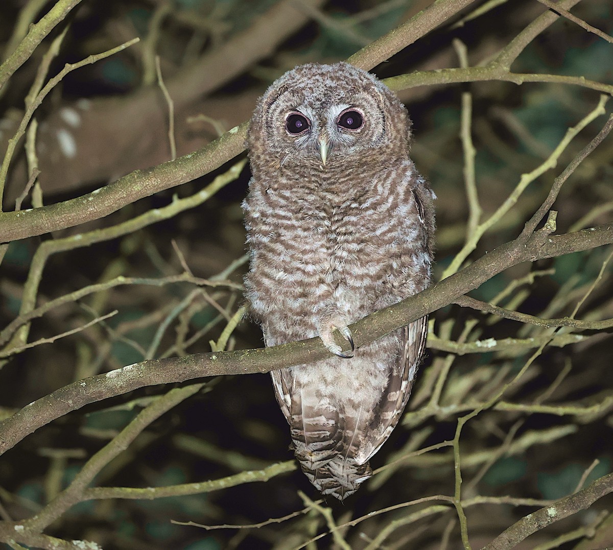 Tawny Owl - ML619610410