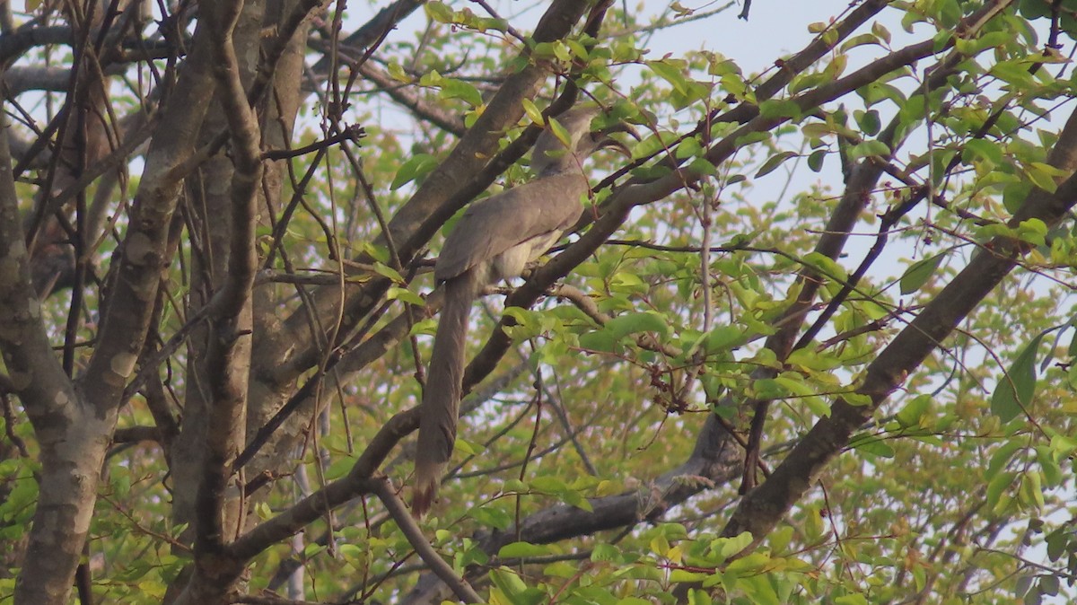 Indian Gray Hornbill - ML619610464