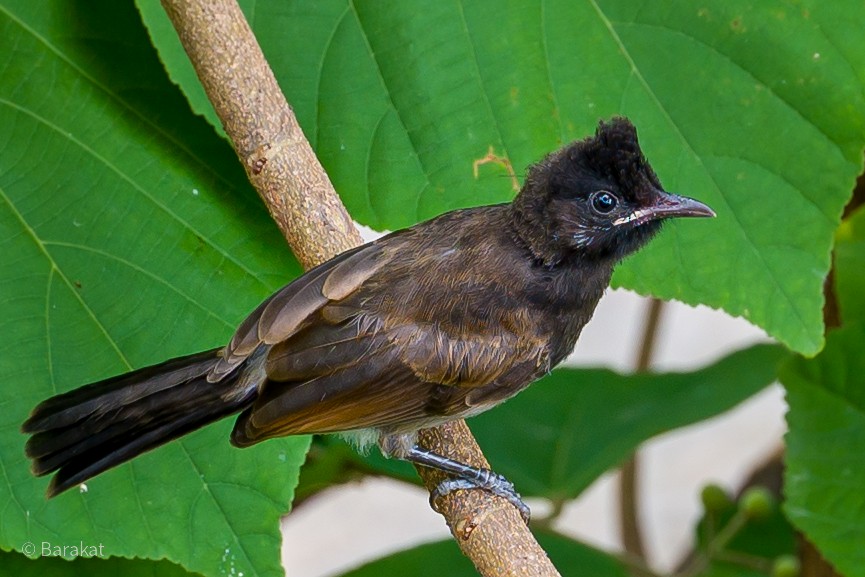 Red-vented Bulbul - ML619610502