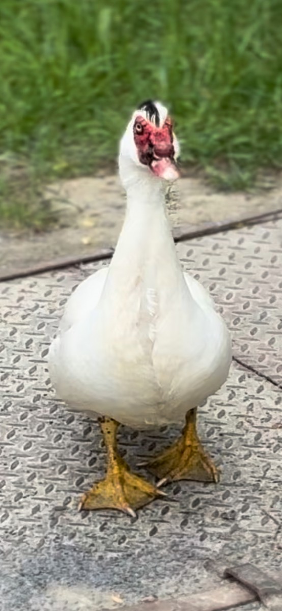 Muscovy Duck (Domestic type) - ML619610506