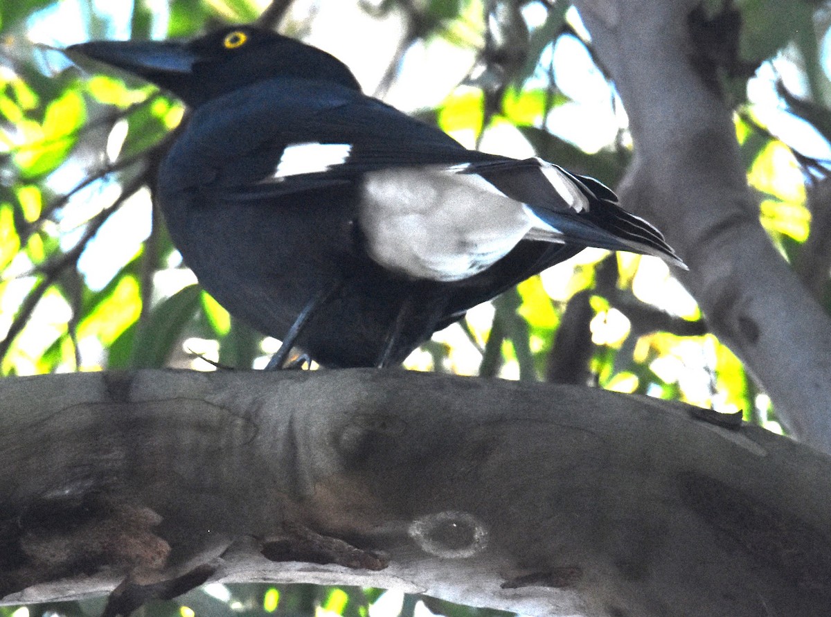 Pied Currawong - ML619610516