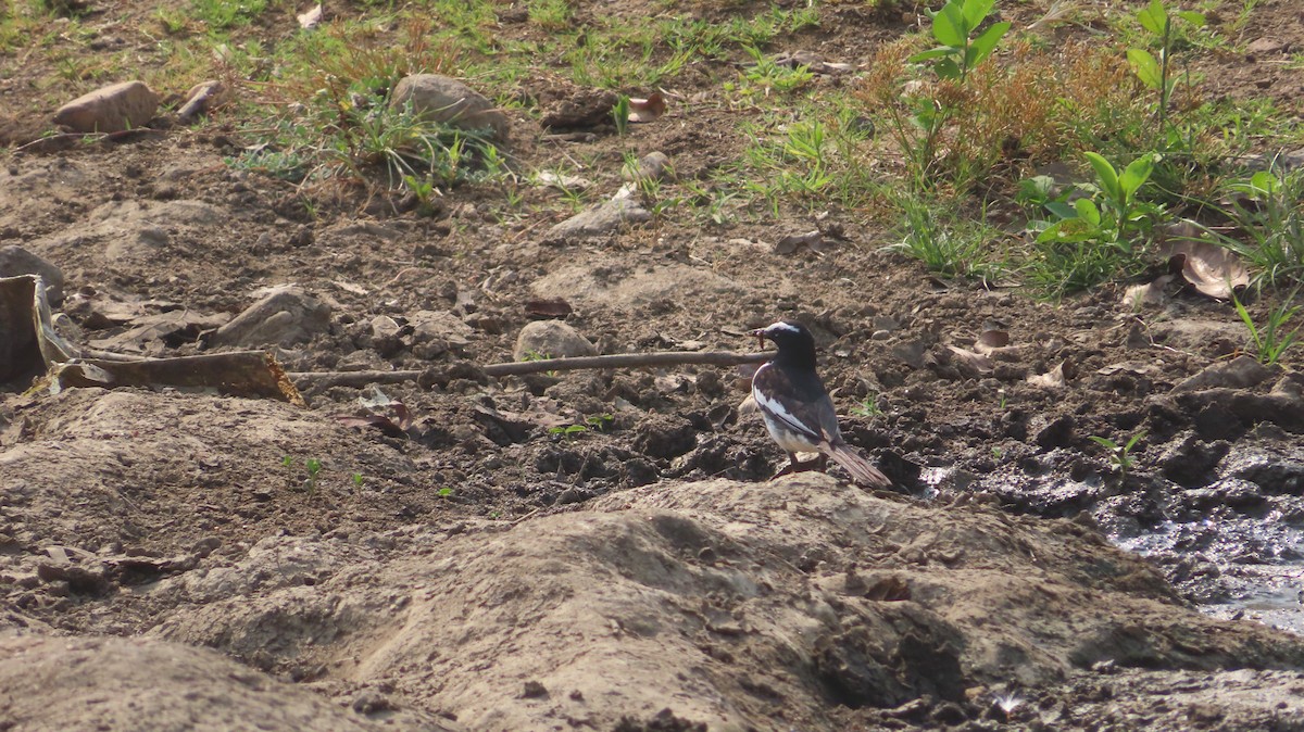 White-browed Wagtail - ML619610575
